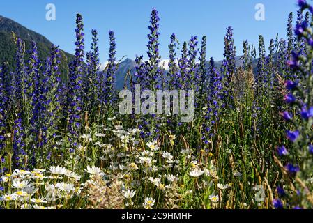 Lupine entlang des Great Alpine Highway, Arthurs Pass, Neuseeland Stockfoto