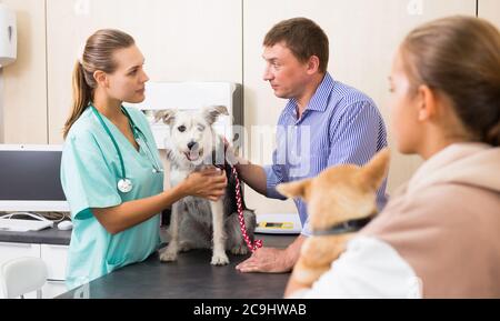 Frau Tierarzt untersucht einen Hund in der Klinik Stockfoto