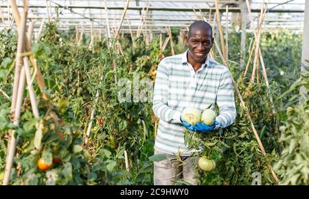 Zufrieden qualifizierten männlichen Bauern Kontrolle Büsche und Ernte der Tomaten im Treibhaus. Stockfoto