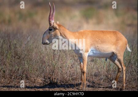 Saiga Antilope oder Saiga tatarica in der Steppe Stockfoto