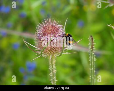 Hummel, Bombus, auf einer wilden Teelenblume auf einer Sommerwiese Stockfoto