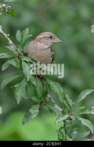 Weibliches Haus Sparrow in einem Blackthorn Bush UK Stockfoto