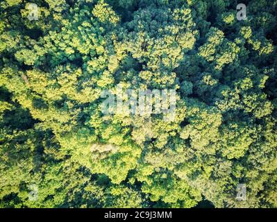 Adler Blick auf dichten, grünen Wald, fotografiert mit Drohne in kroatischen Zagorje, in der Nähe der Stadt Zapresic Stockfoto