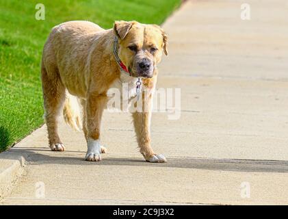 Bull Terrier auf dem Bürgersteig Stockfoto