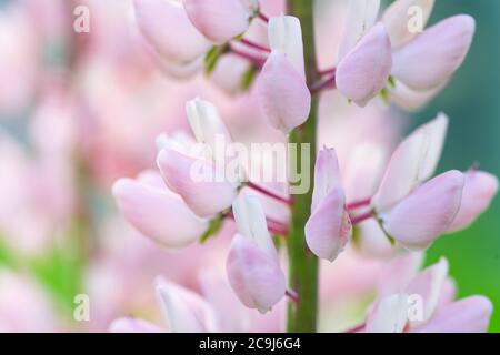 Nahaufnahme der rosa Blume Stockfoto