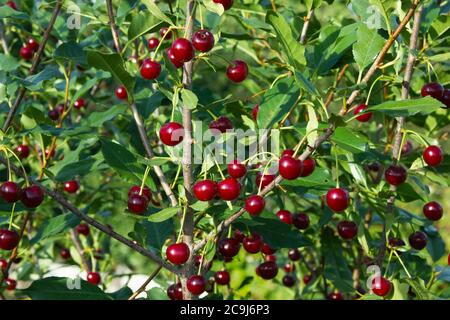 Kirschen auf dem Baum. Rote reife Beeren auf dem grünen Blatthintergrund. Landwirtschaft im Hintergrund. Erntezeit. Bio-Obst im ländlichen Garten Stockfoto