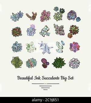 Sukkulenten Vektor isolierte handgezeichnete Illustration Set. Moderne Tinte saftige Pflanzen Logo, Symbole, Plakat, Banner, Postkarte. Minimalistisches Blumenmuster Stock Vektor