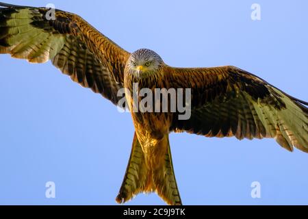 Rotmilan (Milvus milvus) im Flug Stockfoto