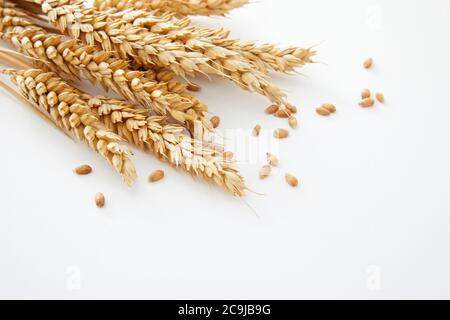 Weizen vor weißem Hintergrund. Stockfoto