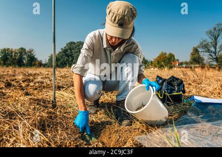 Prozess Der Bodenprobenahme. Frau Agronomin nimmt Bodenprobe für Fruchtbarkeitsanalyse. Stockfoto