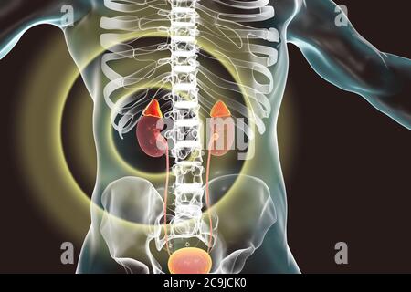 Niere und Nebennieren im menschlichen Körper hervorgehoben, Computer-Illustration. Stockfoto