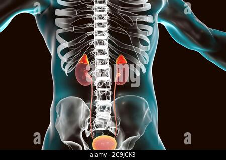 Niere und Nebennieren im menschlichen Körper hervorgehoben, Computer-Illustration. Stockfoto