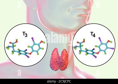 Moleküle der Schilddrüsenhormone Trijodthyronin (T3) und Thyroxin (T4), Computerdarstellung. Stockfoto