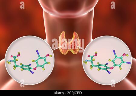 Moleküle der Schilddrüsenhormone Trijodthyronin (T3) und Thyroxin (T4), Computerdarstellung. Stockfoto