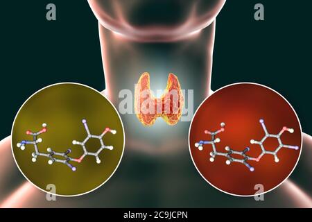 Moleküle der Schilddrüsenhormone Trijodthyronin (T3) und Thyroxin (T4), Computerdarstellung. Stockfoto