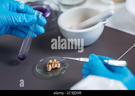 Mikrobiologe, der die Qualität von Nüssen im Labor analysiert. Stockfoto