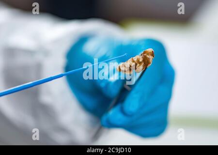 Mikrobiologe, der die Qualität von Nüssen im Labor analysiert. Stockfoto