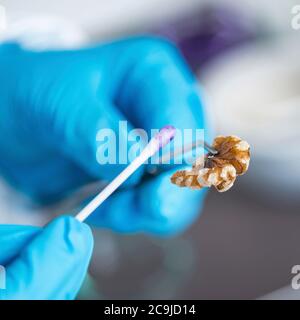 Mikrobiologe, der die Qualität von Nüssen im Labor analysiert. Stockfoto