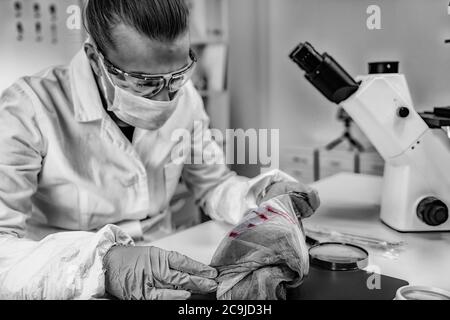 Forensische Wissenschaft im Labor. Forensischer Analyst untersucht Tuch mit Spuren von Blut. Stockfoto