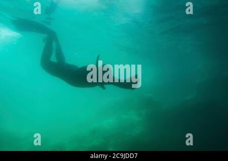 Silhouette eines Freitauchers, der ins trübe Wasser eindringt. Stockfoto