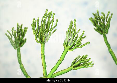 Penicillium-Pilz. Computerdarstellung eines Penicillium sp.-Pilzes. Man sieht spezialisierte Fäden, sogenannte Konidiophoren. Sporenbrötchen, genannt Stockfoto