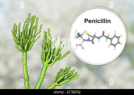 Penicillium Pilz und Molekül von Penicillin Antibiotikum. Computerdarstellung eines Penicillium sp.-Pilzes. Spezielle Fäden, sogenannte Conidiophores Stockfoto