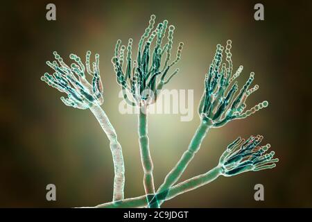 Penicillium-Pilz. Computerdarstellung eines Penicillium sp.-Pilzes. Man sieht spezialisierte Fäden, sogenannte Konidiophoren. Sporenbrötchen, genannt Stockfoto