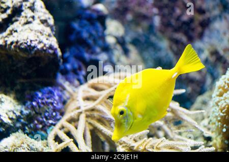 Gelbe Tang (Zebrasoma Flavescens). Stockfoto