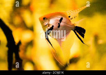 Süßwasserangelfische (Pterophyllum scalare). Stockfoto