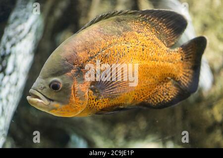 Pygocentrus piraya, große aggressive Arten von Piranha. Stockfoto