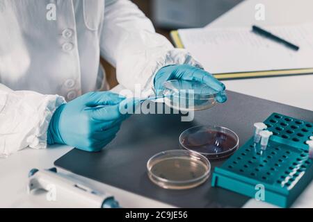 Mikrobiologe im Labor. Stockfoto