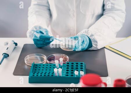 Mikrobiologe im Labor. Stockfoto