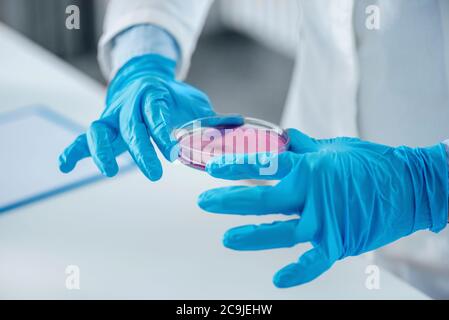 Wissenschaftler hält Petrischale. Stockfoto