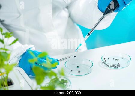 Biologin Frau, die im Pflanzenlabor mit Samen arbeitet. Stockfoto