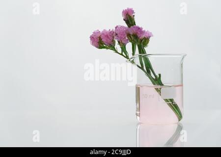 Lila natürliche Blume mit klaren Wissenschaft Becher in weißen kosmetischen Labor Hintergrund Stockfoto