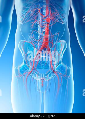 Abdominale Blutgefäße, Computerdarstellung. Stockfoto