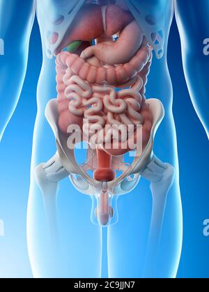 Männliche Bauchorgane, Computer-Illustration. Stockfoto