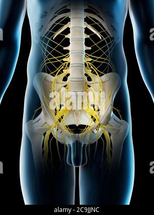 Beckennerven, Computerdarstellung. Stockfoto