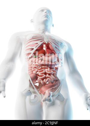 Männliche Anatomie, Computer Bild. Stockfoto