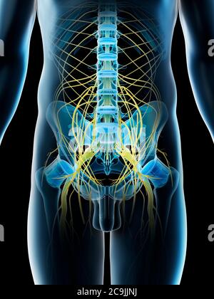 Beckennerven, Computerdarstellung. Stockfoto
