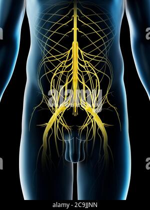 Beckennerven, Computerdarstellung. Stockfoto