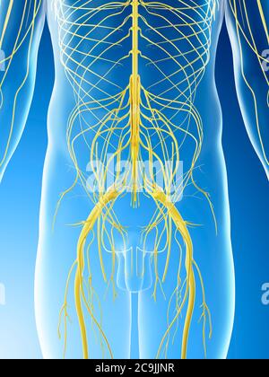 Beckennerven, Computerdarstellung. Stockfoto