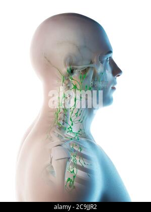 Lymphknoten des Halses, Computer-Illustration. Stockfoto