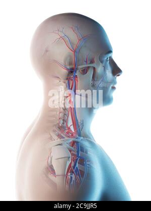 Blutgefäße von Kopf und Hals, Computerdarstellung. Stockfoto
