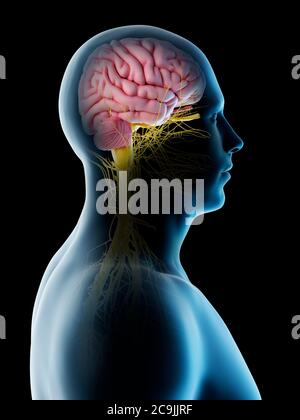 Männliches Gehirn, Computerdarstellung. Stockfoto