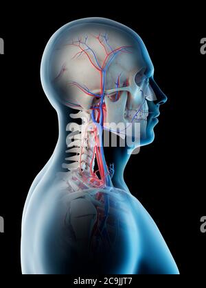 Blutgefäße von Kopf und Hals, Computerdarstellung. Stockfoto