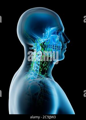 Lymphknoten des Halses, Computer-Illustration. Stockfoto