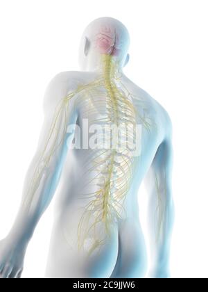 Nerven des Oberkörpers, Computerdarstellung. Stockfoto