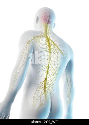 Nerven des Oberkörpers, Computerdarstellung. Stockfoto