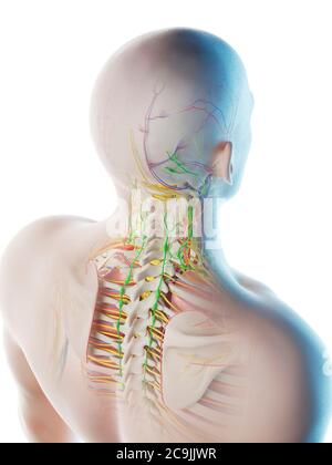 Männliche Kopf- und Halsanatomie, Computerdarstellung. Stockfoto